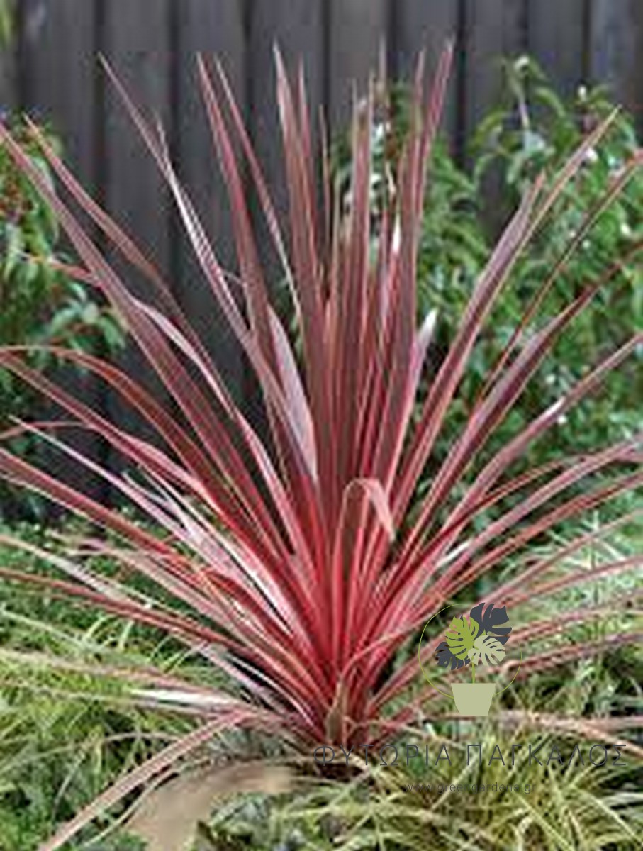 Κορδελίνη Αουστράλις​​​​​​​ (Cordyline australis) - 2